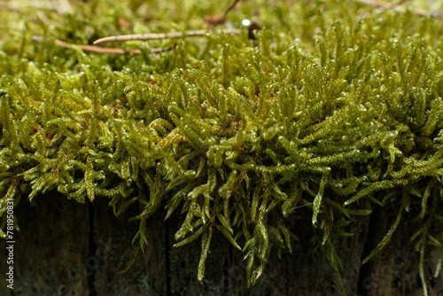 Closeup of Hypnum cupressiforme, the cypress-leaved plaitmoss or hypnum moss. photo