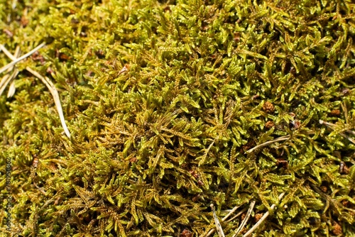 Closeup of Hypnum cupressiforme, the cypress-leaved plaitmoss or hypnum moss. photo