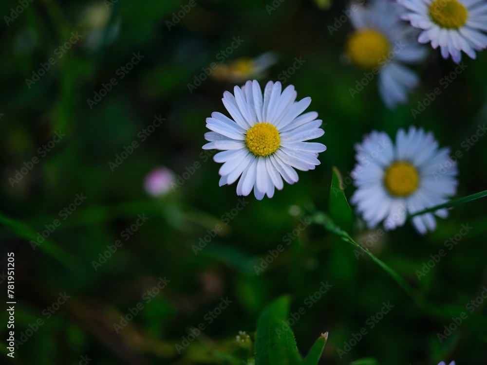 Closeup shot of the chamomile flowers in the garden Closeup shot of the chamomile flowers in the garden