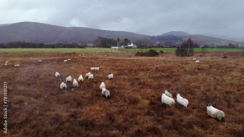 Sheeps in Highlands in a rainy day, Scotland. Sheeps in Highlands in a rainy day, Scotland.
