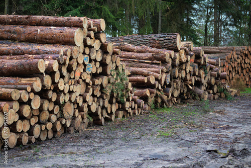 Timber harvesting in commercial forests, Germany.