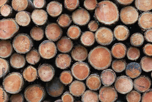 A pile of tree trunks, timber harvesting in a commercial forest. Germany
