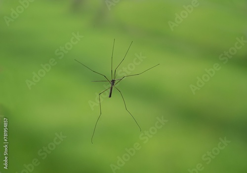 Closeup shot of a small crane fly with long legs in a blurred green background
