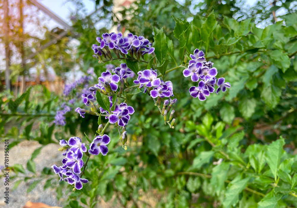 Golden dewdrop is a shrub with purple-white flowers and 2-3-meter-tall stems. It is commonly planted as a fence around the house. Golden dewdrop is a shrub with purple-white flowers and 2-3-meter-tall stems. It is commonly planted as a fence around the house.
