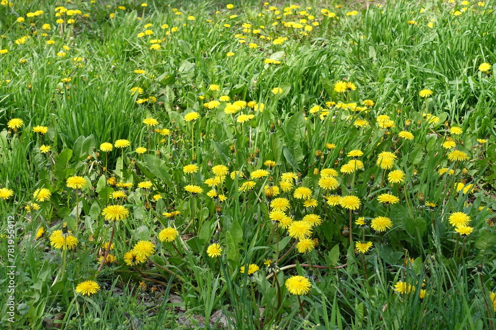 A lot of yellow flowers of dandelions in the grass in April