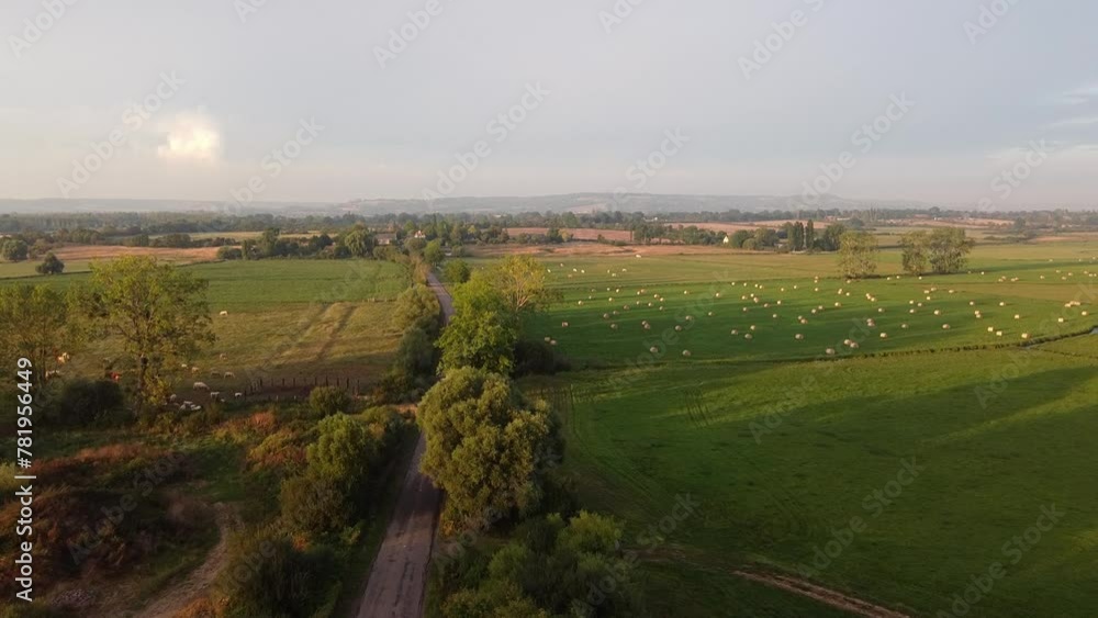 Aerial view of meadows in Normandy with grazing cattle in a sunny day. 4K Aerial view of meadows in Normandy with grazing cattle in a sunny day. 4K