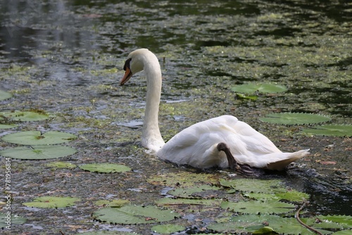 Mute swan swimming on pond water with foating leaves photo