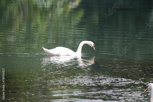 Closeup of a graceful mute swan swimming on a scenic lake