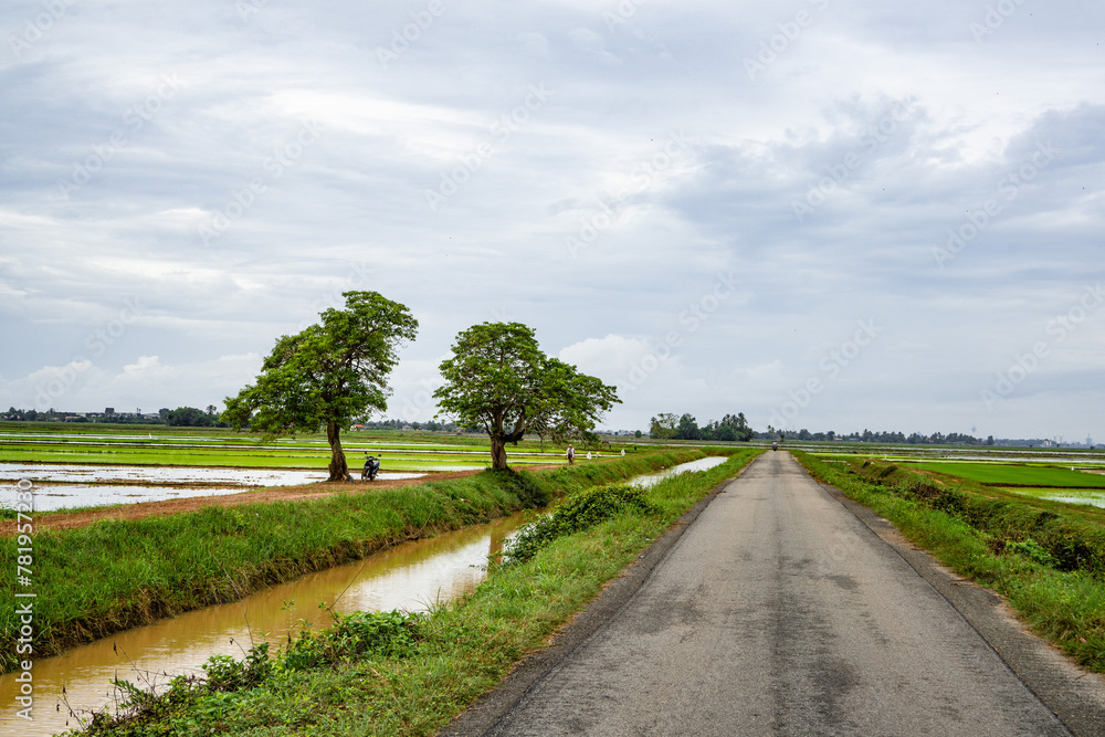 Empty countryside road alongside the fields and plantation under the blue cloudy sky Empty countryside road alongside the fields and plantation under the blue cloudy sky