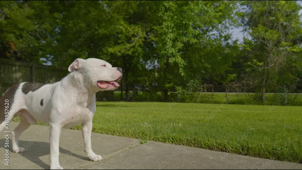 Close-up view of a pitbull dog in a garden Close-up view of a pitbull dog in a garden