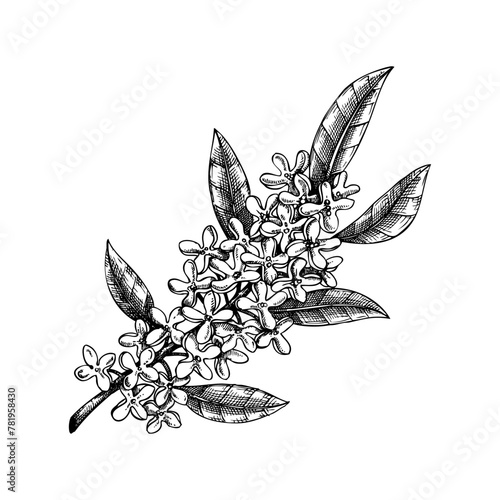 Osmanthus, tea olive branch sketch. Aromatic plant hand-drawn vector illustration. Cosmetics and perfumery ingredient. NOT AI generated