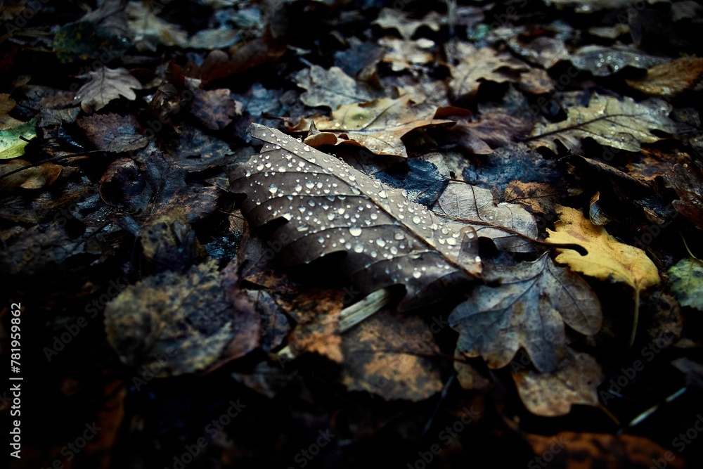Shallow focus of floating different leaves on woodland in the forest Shallow focus of floating different leaves on woodland in the forest