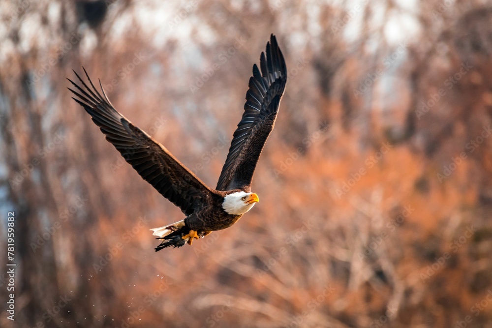 Fototapeta premium Closeup shot of a bald eagle (Haliaeetus leucocephalus) in flight