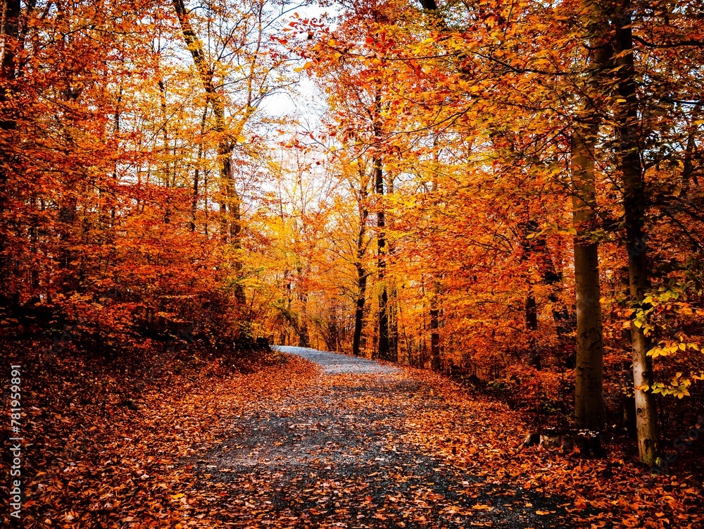 Fototapeta premium Beautiful fall scene with forest walking trail covered with autumn fallen foliage