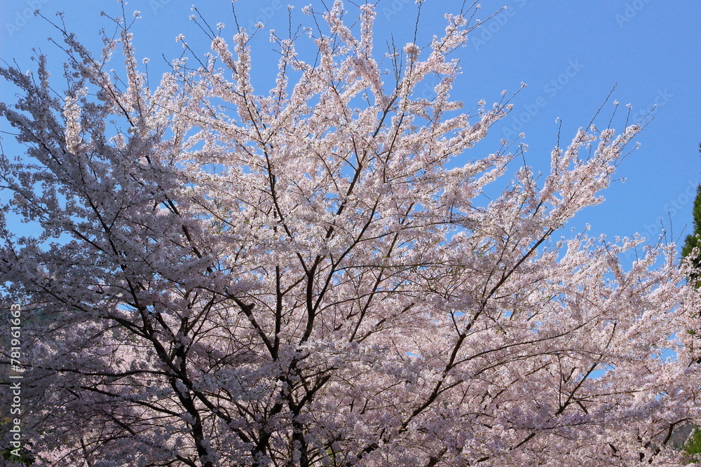 滋賀県 春の余呉湖畔の桜 滋賀県 春の余呉湖畔の桜