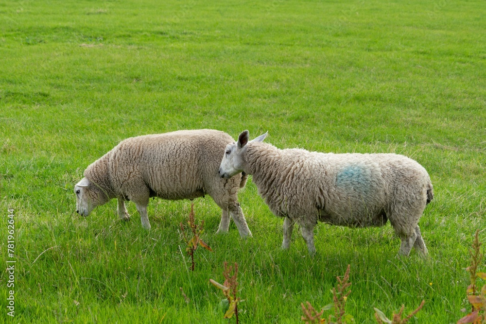 Obraz premium Sheep grazing in a field