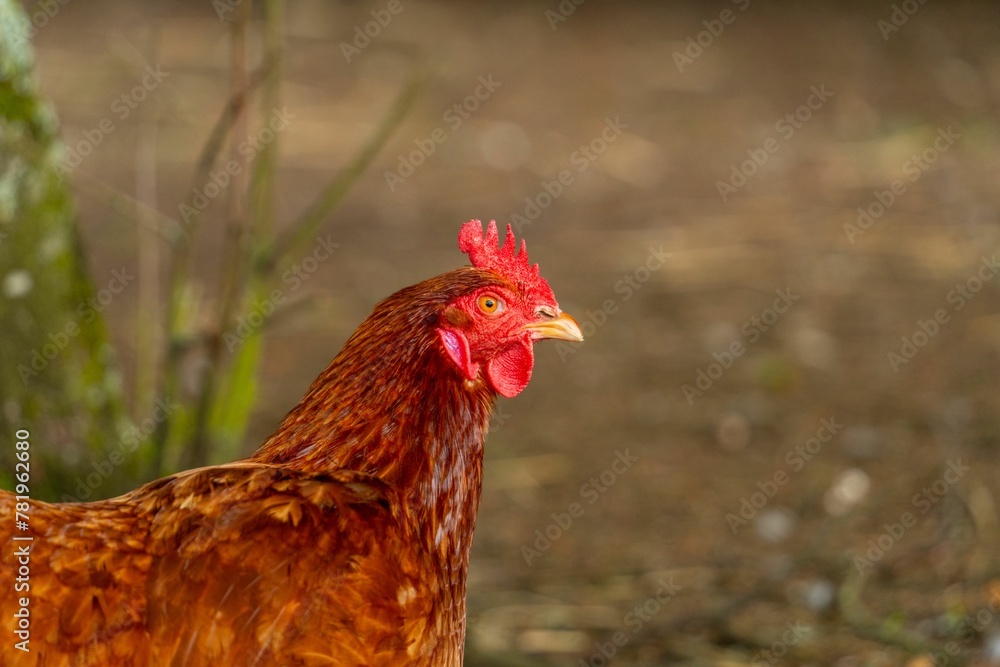 Close up of a hen in a farm