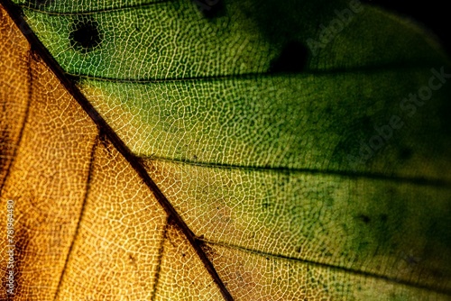 Closeup view of the veins of a leaf photo