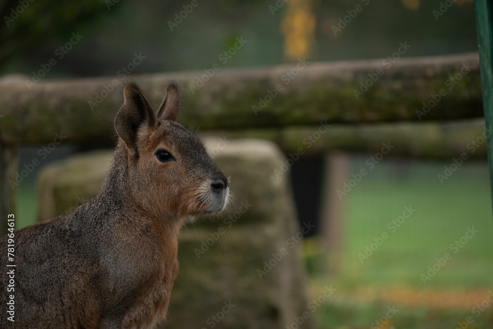 Fototapeta premium Portrait of a mara in a zoo