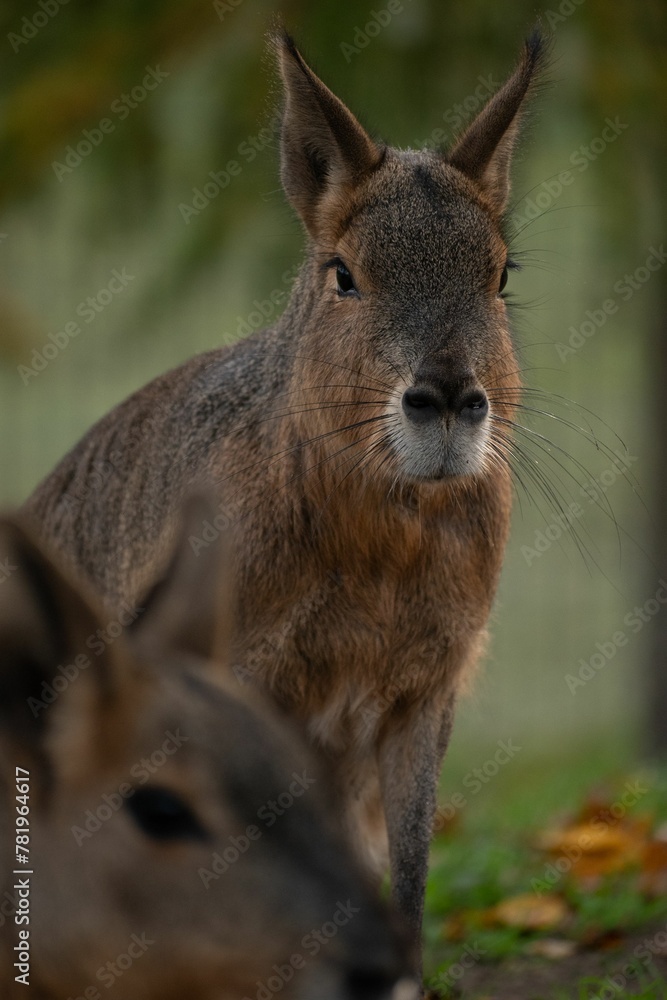 Obraz premium Vertical shot of a portrait of a mara in a zoo