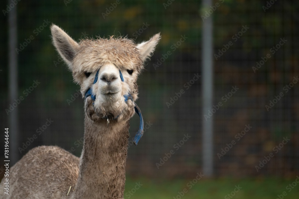 Obraz premium Portrait of an alpaca