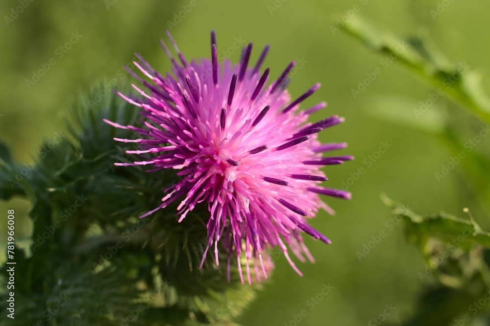 Closeup shot of blooming pink thistle under the sun Closeup shot of blooming pink thistle under the sun