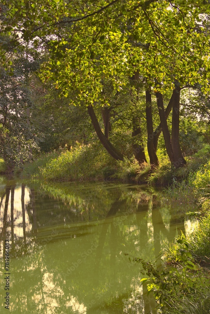 Vertical shot of an autumn landscape with river and trees with green leaves reflecting there Vertical shot of an autumn landscape with river and trees with green leaves reflecting there