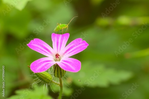 Schilderij op canvas Closeup of a beautiful Herb robert with an insect in the rays of the sun