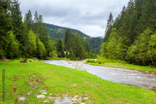 carpathian countryside scenery with river on a cloudy day in spring. trees along the grassy shore and forest on the hill. mountainous landscape of ukraine beneath an overcast sky