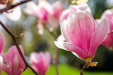 closeup of big pink flower of magnolia tree in blossom. beautiful natural background in spring