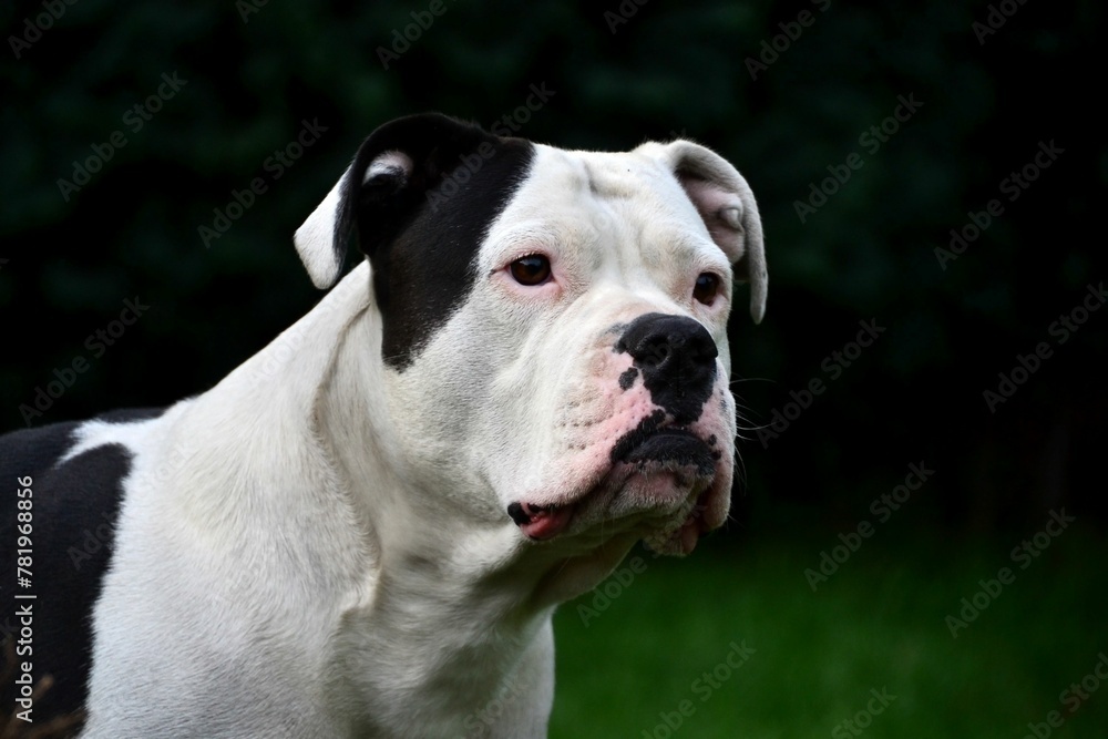 Big Bull Terrier portrait in a green garden Big Bull Terrier portrait in a green garden