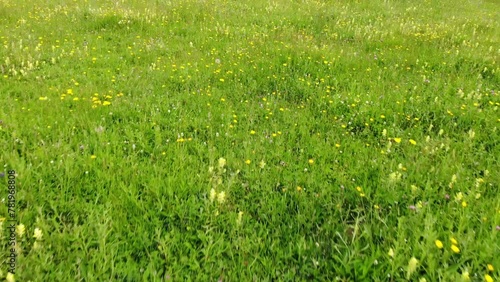 Camera moving forward through fresh spring green grass on field. cose up angle handheld low angle steady shot.
