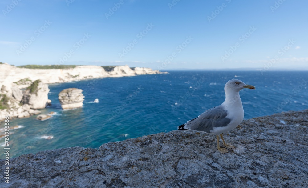 Sea gull on a rock by the sea Sea gull on a rock by the sea