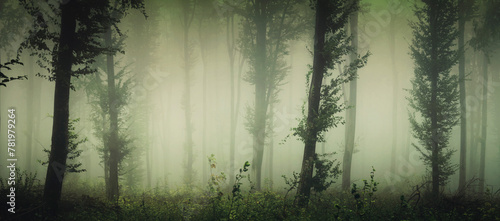 green forest panorama with trees in fog