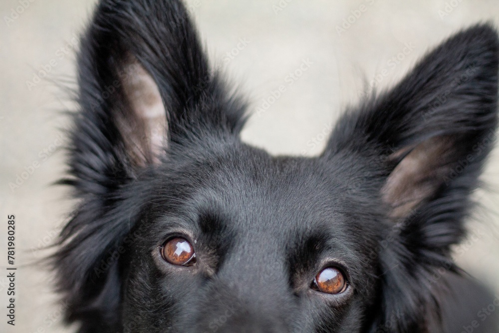 Long-haired Black Shepherd with Brown Eyes Looking Up to Its Owner Long-haired Black Shepherd with Brown Eyes Looking Up to Its Owner