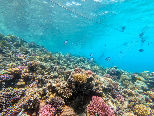 Underwater life of reef with corals and tropical fish. Coral Reef at the Red Sea  Egypt.