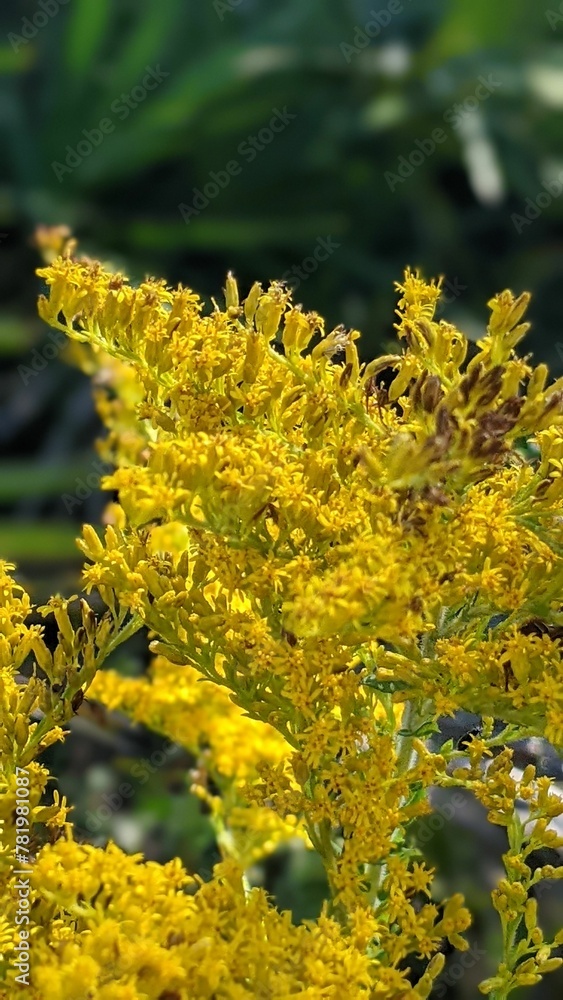 Vertical shot of Solidago canadensis flowers Vertical shot of Solidago canadensis flowers