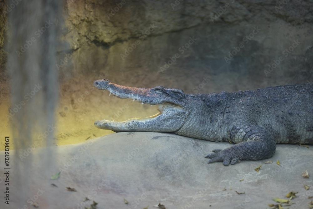 Obraz premium Closeup shot of a crocodile (Crocodylidae)