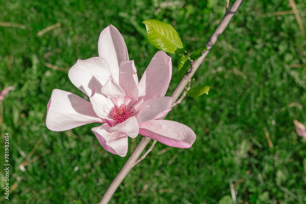 magnolia flower magnolia flower