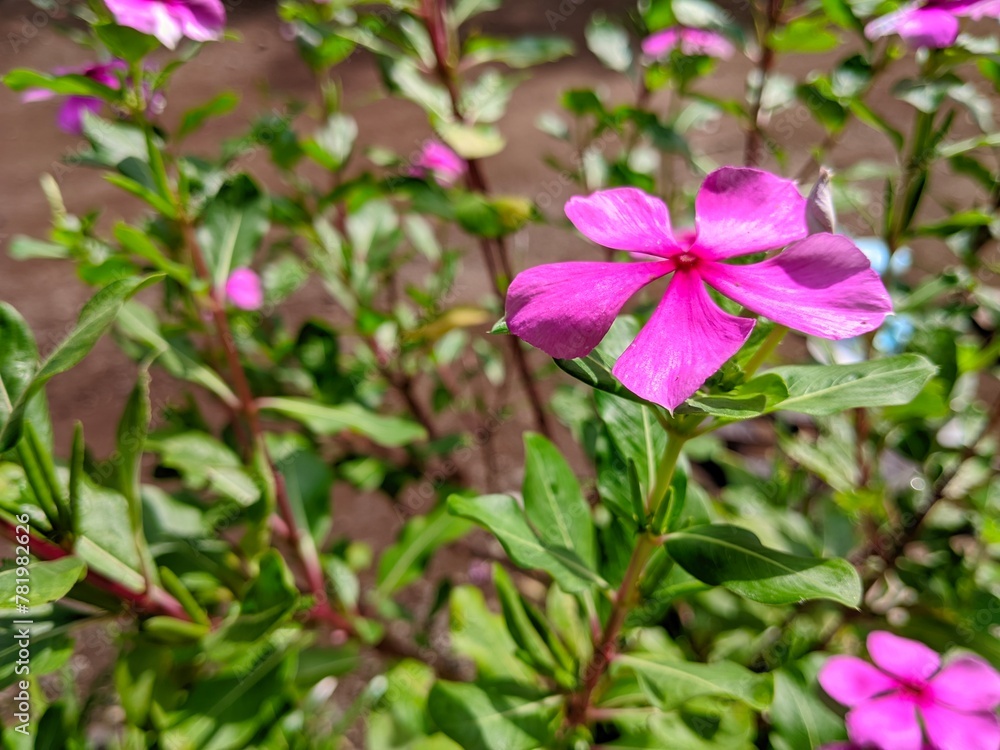 Tapak dara is an annual shrub originating from Madagascar, but has spread to various other tropical areas. The scientific name is Catharanthus roseus Don.