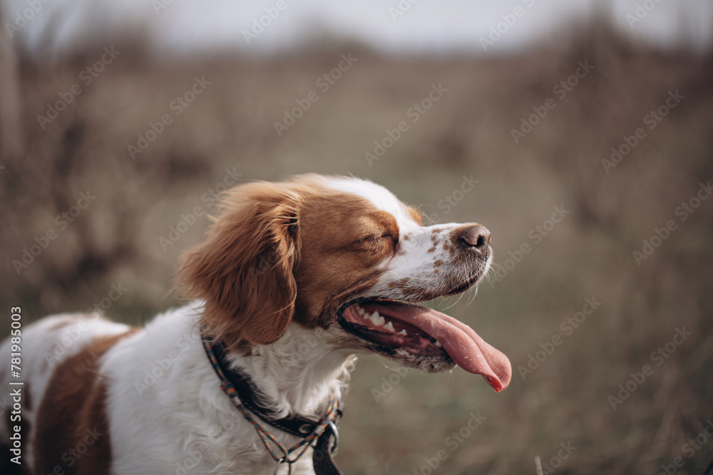 A dog of the hunting breed Epagnol Breton of white and red color during a hunting trip in nature in close-up. A dog of the hunting breed Epagnol Breton of white and red color during a hunting trip in nature in close-up.