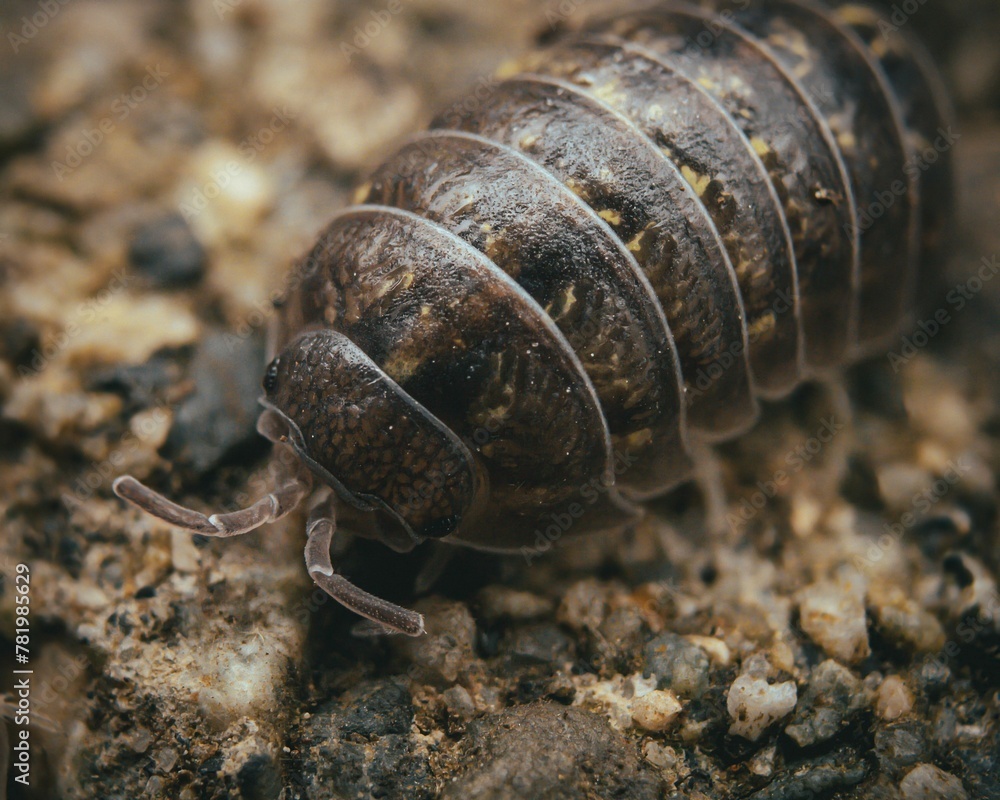 Macro shot of a woodlouse on the ground Macro shot of a woodlouse on the ground