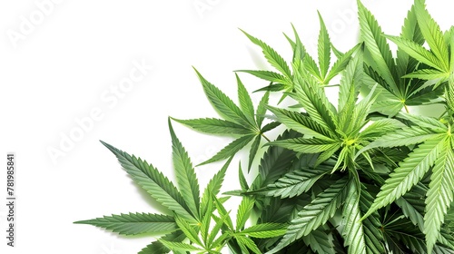 Cannabis Leaves Isolated on White Background Medical Marijuana Plant Growth and Cultivation for Herbal Health and Wellness Applications