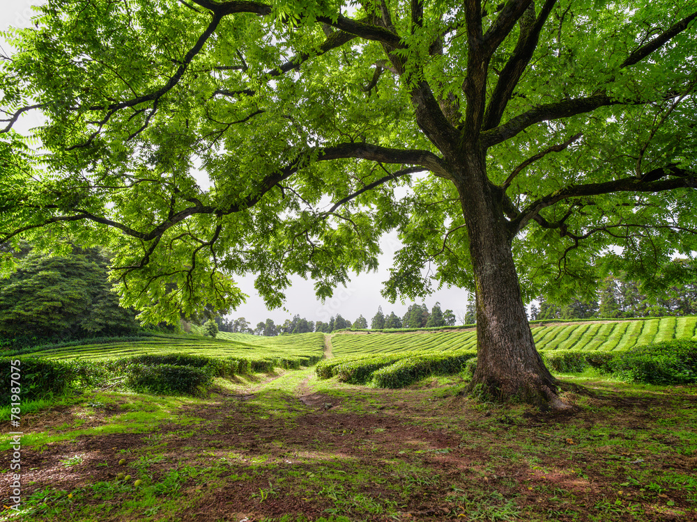A vibrant tea plants field stretches into the distance, with a big tree standing in the middle. The lush landscape is filled with various shades of green, creating a peaceful and natural scene. A vibrant tea plants field stretches into the distance, with a big tree standing in the middle. The lush landscape is filled with various shades of green, creating a peaceful and natural scene.