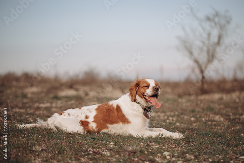 A dog of the Epagnol Breton hunting breed of white and red color lay down on the nature during a hunting trip. 