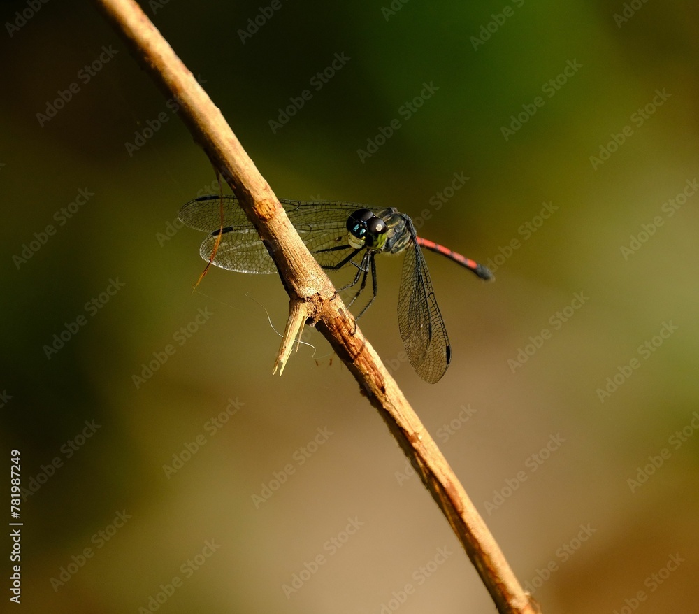 Closeup of an Agrionoptera perched on a bare branch Closeup of an Agrionoptera perched on a bare branch