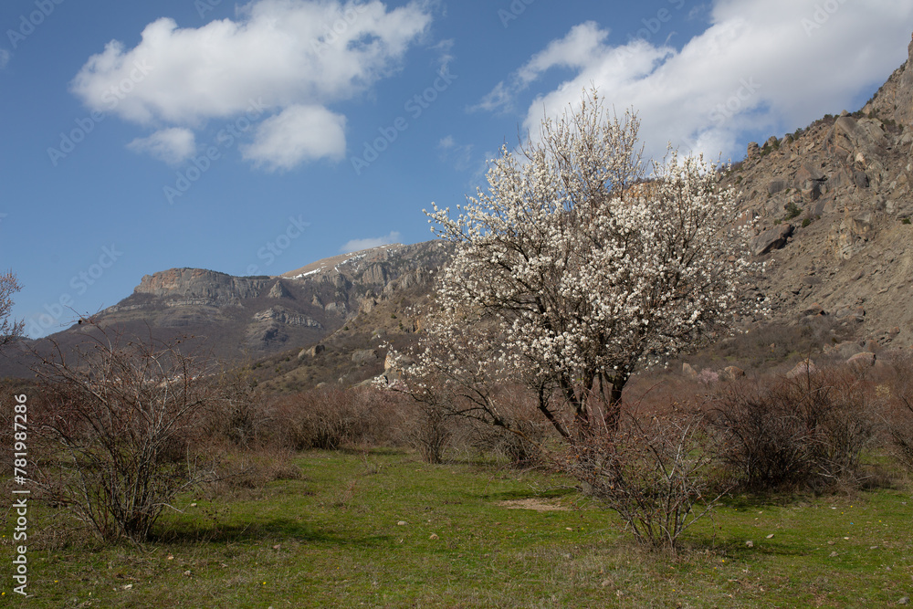 Mountains in spring Crimea against a background of blue sky, bright sunlight and flowering trees Mountains in spring Crimea against a background of blue sky, bright sunlight and flowering trees
