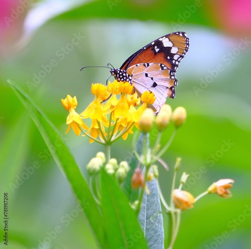 Closeup of a Plain Tiger Butterfly perched on a yellow Mexican Butterfly Weed flower