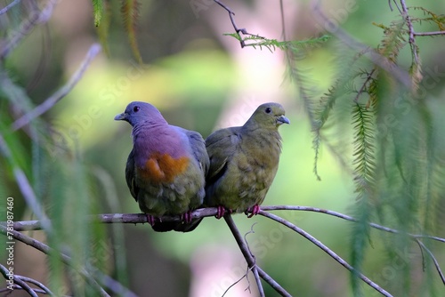 Closeup of two Pink-necked green pigeons perched on a green branch of a tree