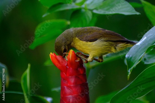 Closeup of a brown-throated sunbird perched on a costus flower in green shrubs photo